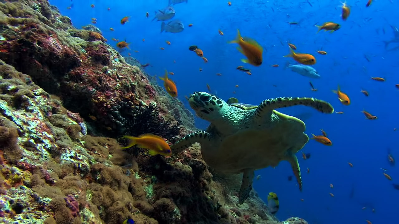 Sea Turtle Screensaver